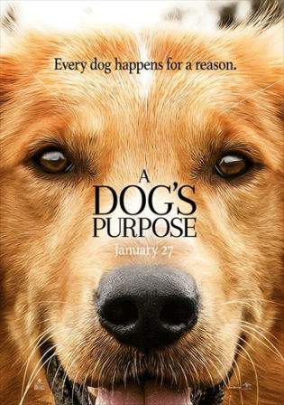 A Dogs Purpose 2017 WEB-DL 800MB English Movie 720p ESubs Watch Online Full Movie Free Download HDMovies4u